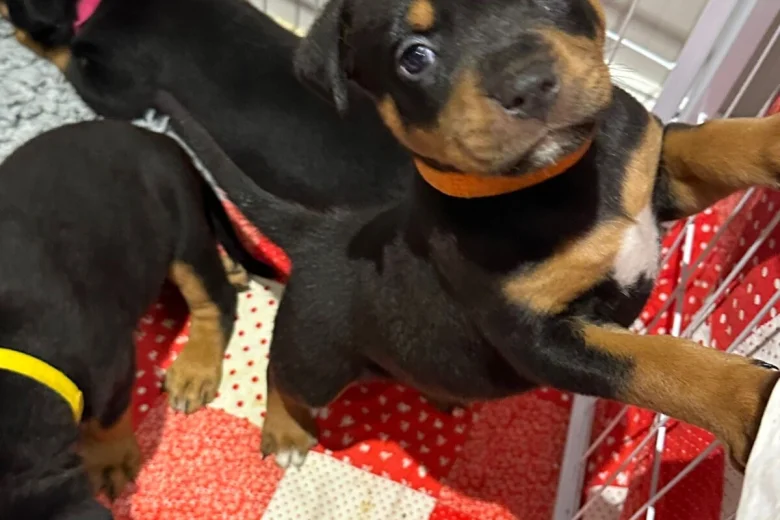Rottweiler