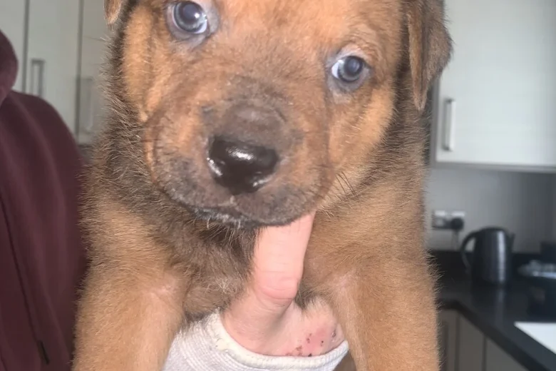Rottweiler