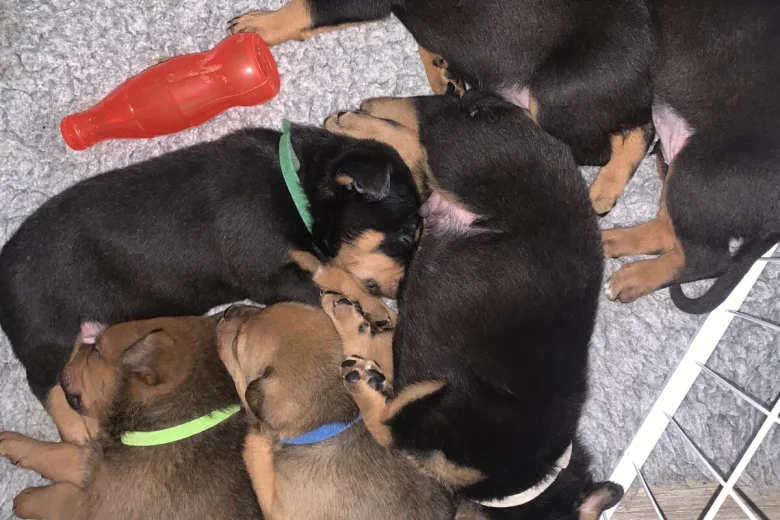 Rottweiler