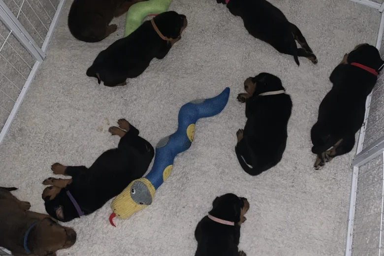 Rottweiler