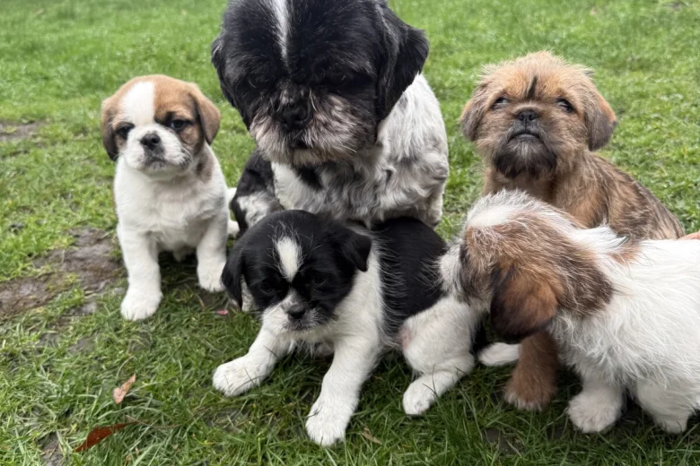 Shih Tzu