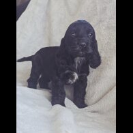 Cocker Spaniel (Show)
