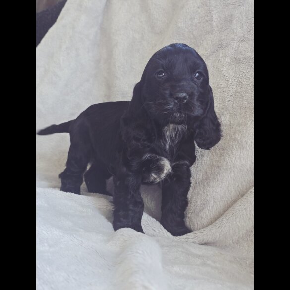 Cocker Spaniel (Show)