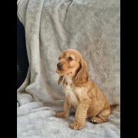 Cocker Spaniel (Show)