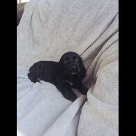 Cocker Spaniel (Show)