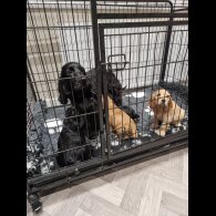 Cocker Spaniel (Show)