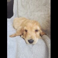 Cocker Spaniel (Show)