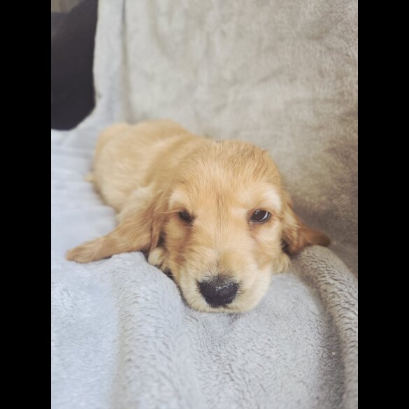 Cocker Spaniel (Show)