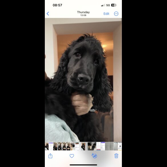 Cocker Spaniel (Show)