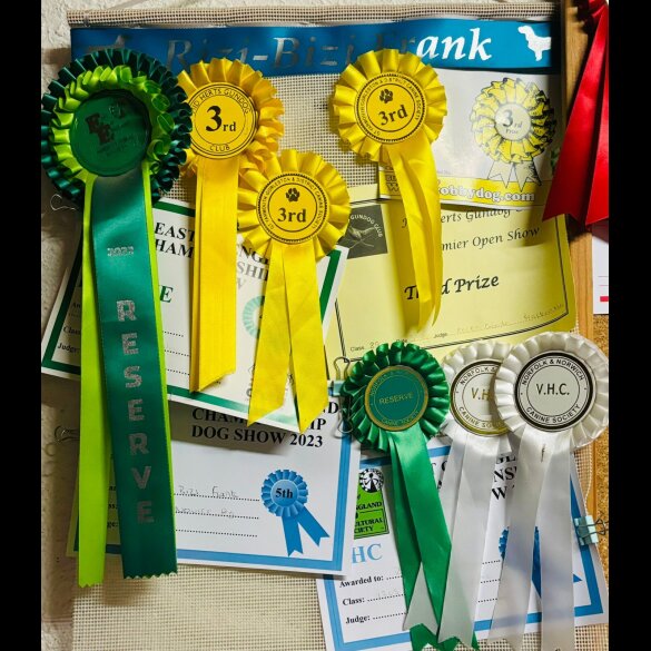 Cocker Spaniel (Show)