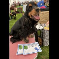 Cocker Spaniel (Show)