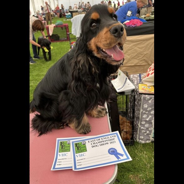 Cocker Spaniel (Show)