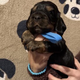 Cocker Spaniel (Show)