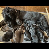 Cocker Spaniel (Show)