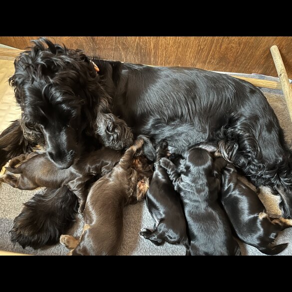 Cocker Spaniel (Show)