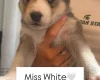 Siberian Husky