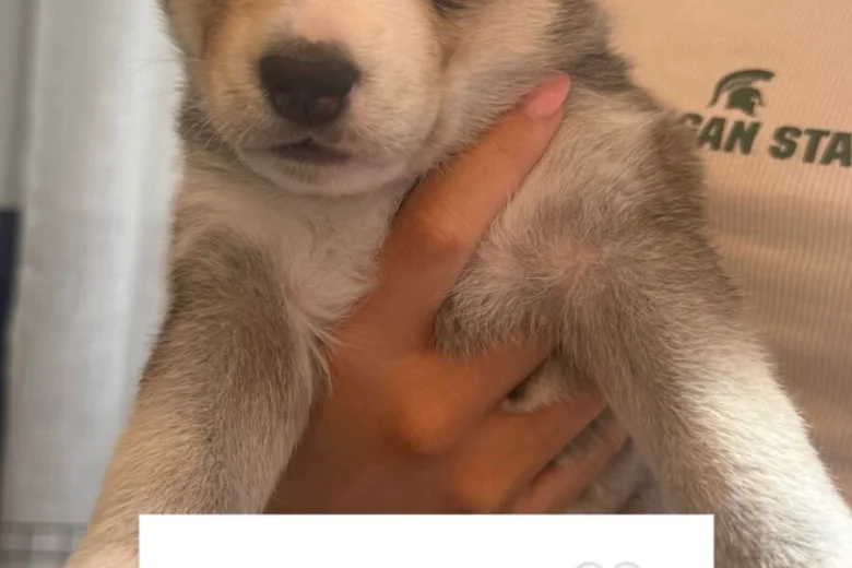 Siberian Husky