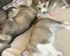 Siberian Husky