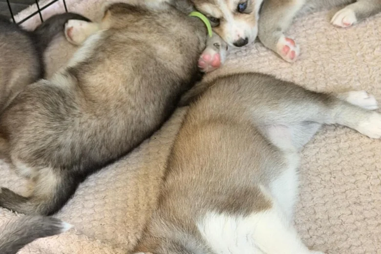 Siberian Husky