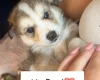 Siberian Husky