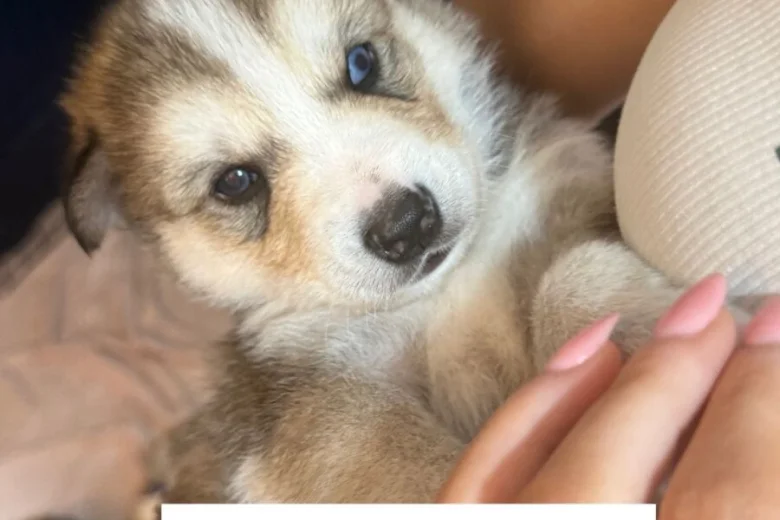 Siberian Husky