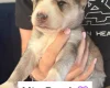 Siberian Husky