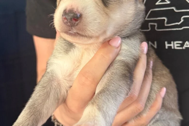 Siberian Husky
