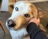 Siberian Husky