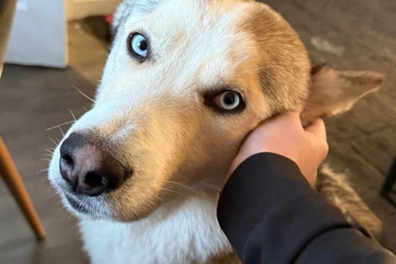 Siberian Husky
