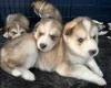 Siberian Husky