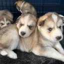 Siberian Husky