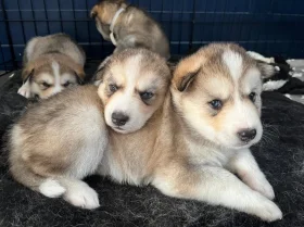 Siberian Husky
