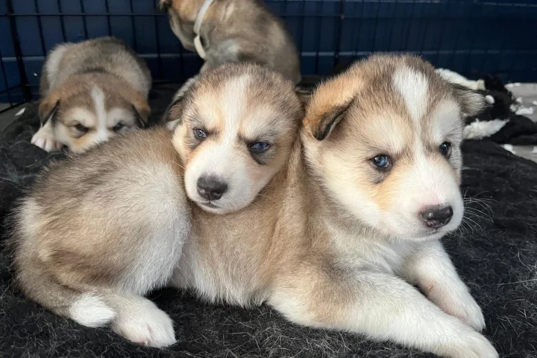 Siberian Husky