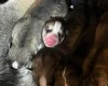 Siberian Husky