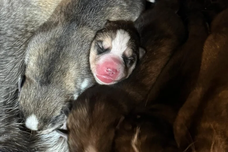 Siberian Husky
