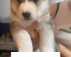 Siberian Husky