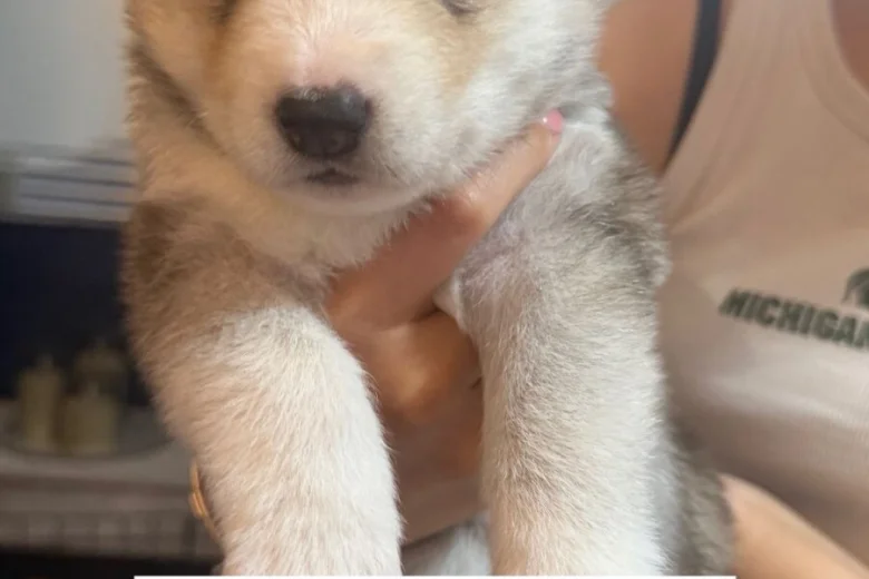 Siberian Husky