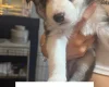 Siberian Husky