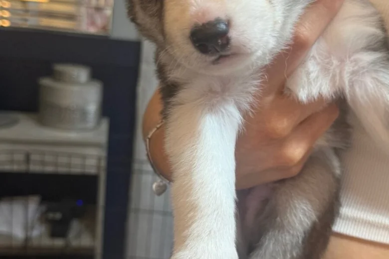Siberian Husky