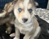 Siberian Husky