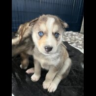 Siberian Husky