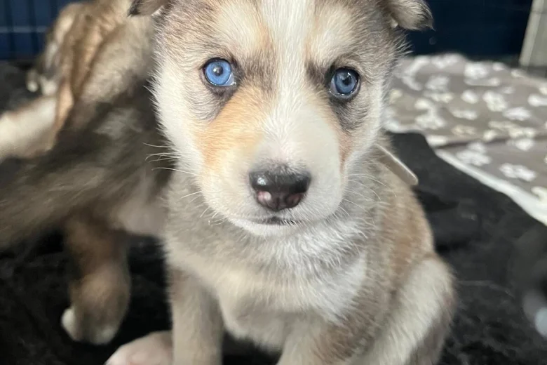 Siberian Husky