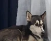 Siberian Husky