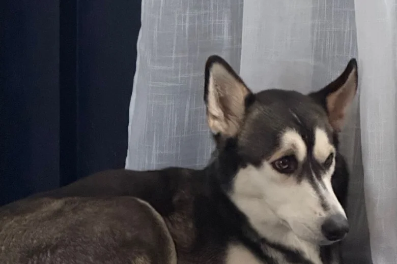 Siberian Husky