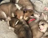 Siberian Husky