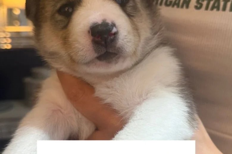 Siberian Husky