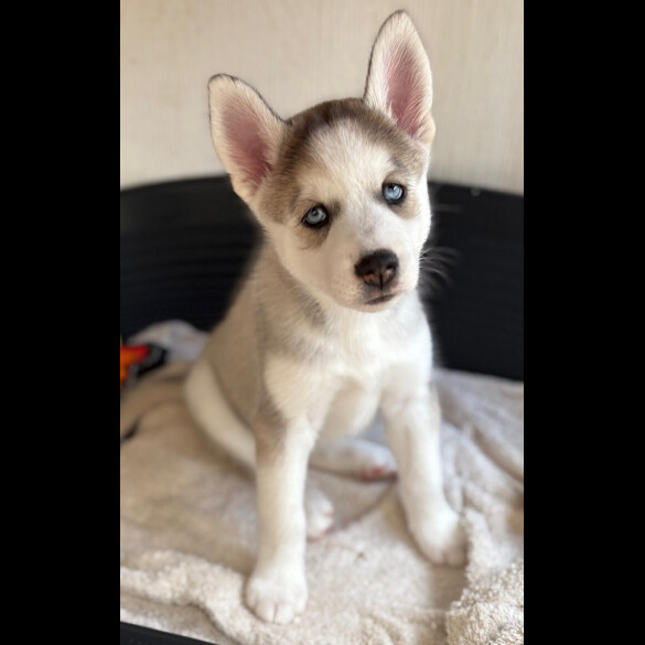 Siberian Husky