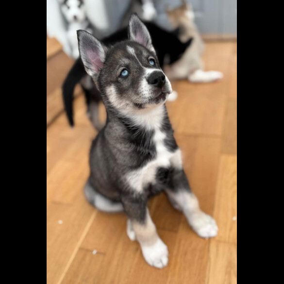 Siberian Husky