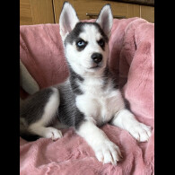 Siberian Husky