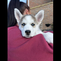 Siberian Husky